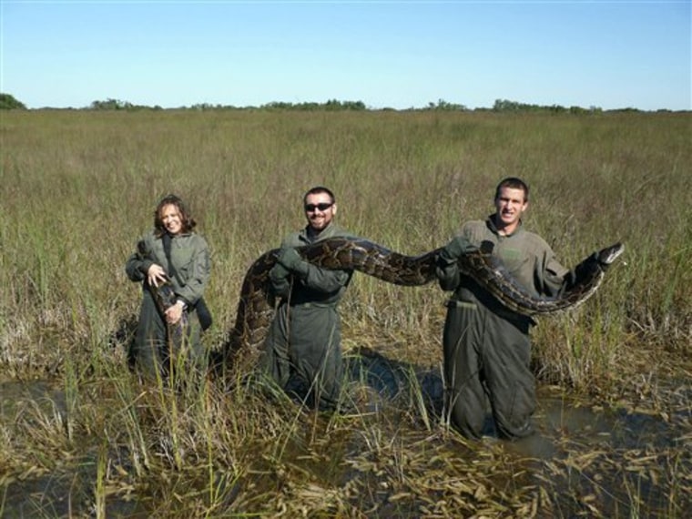 University of Florida researchers hold a 162-pound Burmese python captured in Everglades National Park, Fla. Therese Walters, left, Alex Wolf and Michael R. Rochford, right, are holding the 15-foot snake shortly after the python ate a six-foot American alligator in 2009.